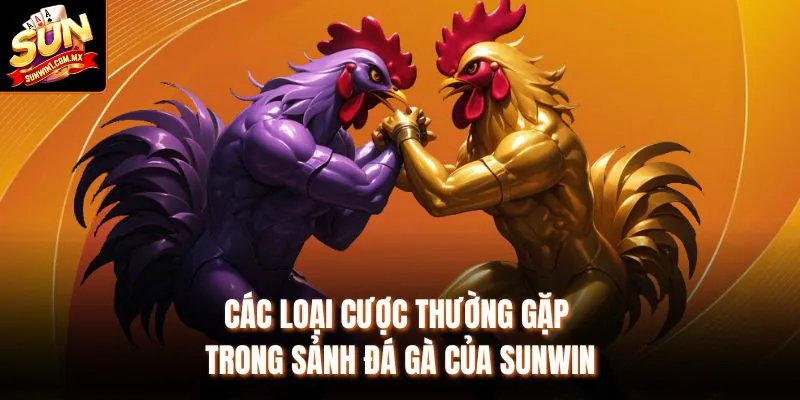 Đá Gà Tại Sunwin Không Gian Thi Đấu Rõ Ràng Và Ổn Định 2 Các loại cược thường gặp trong sảnh Đá gà của Sunwin